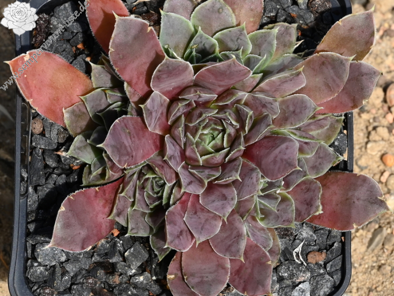 Korspelse Riwana / Jovi