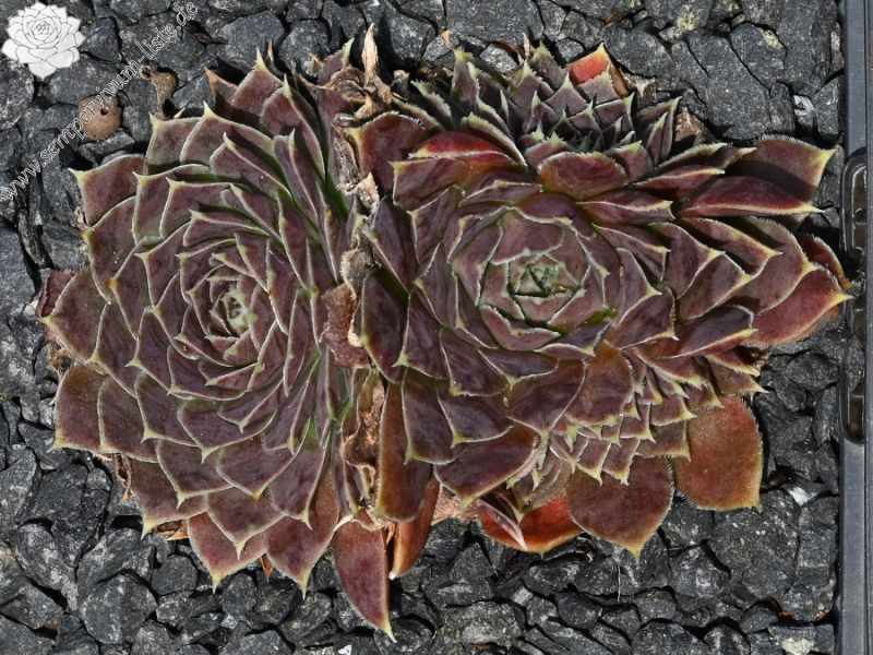 Korspelse Swetlana / Jovi