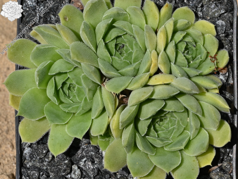 La Campanella / Jovi