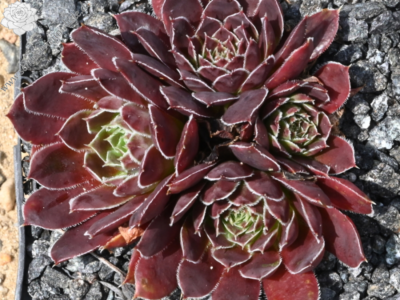 Schwarzer Peter / Jovi