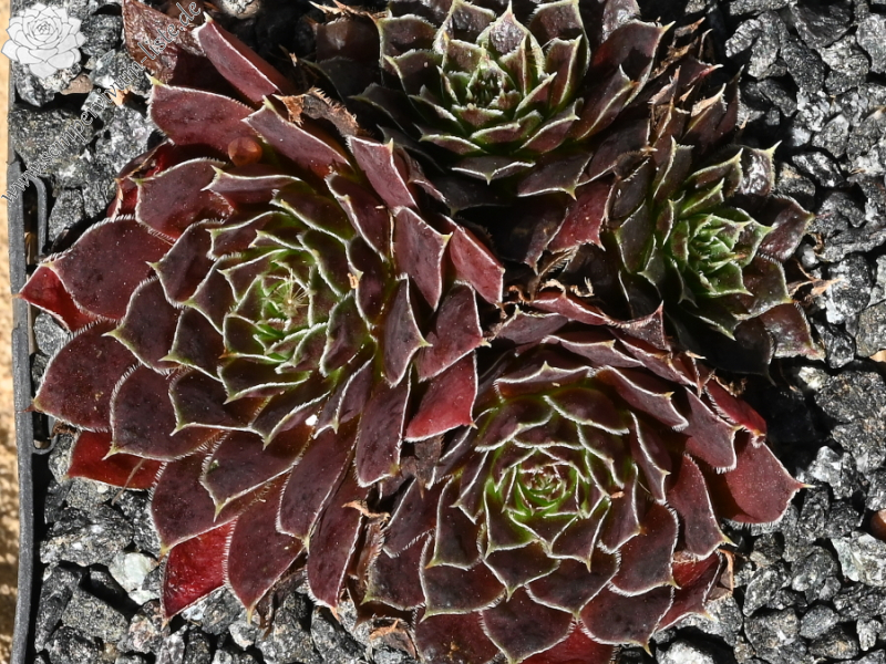 Schwarzer Peter / Jovi