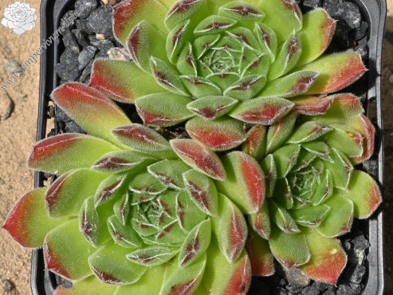 heuffelii (bulgaricum)