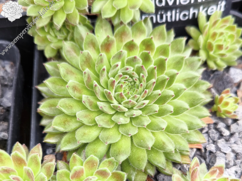 Waldviertler Gemütlichkeit