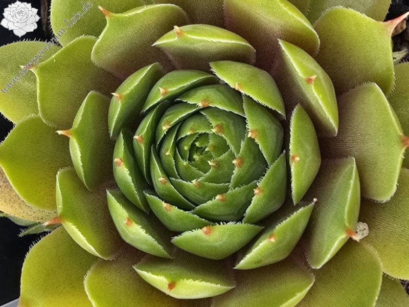 Zitronensorbet