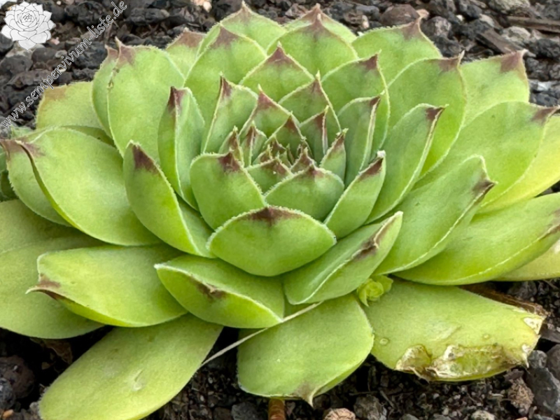 Bayern Ozzy Green Men