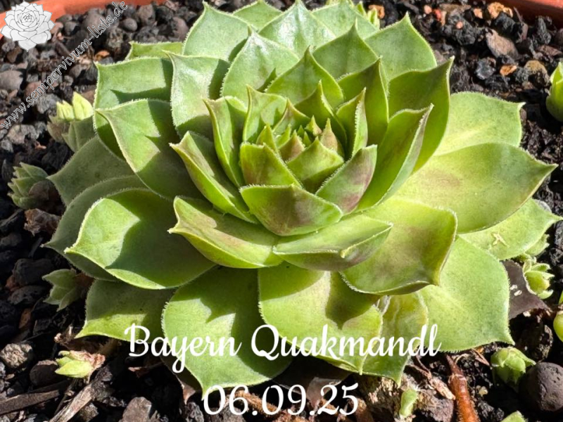 Bayern Quackmandl