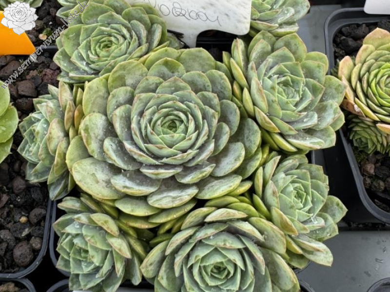 Blue Rockoon