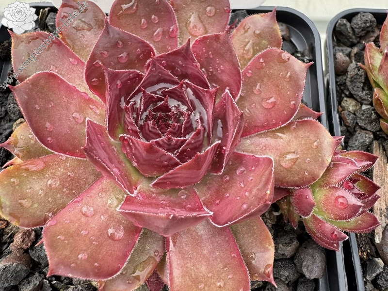 Chick Charms® Copper Canyon