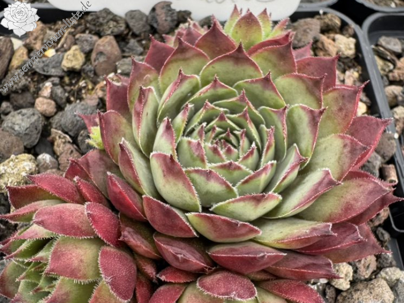 Fifty one Shades (NG)