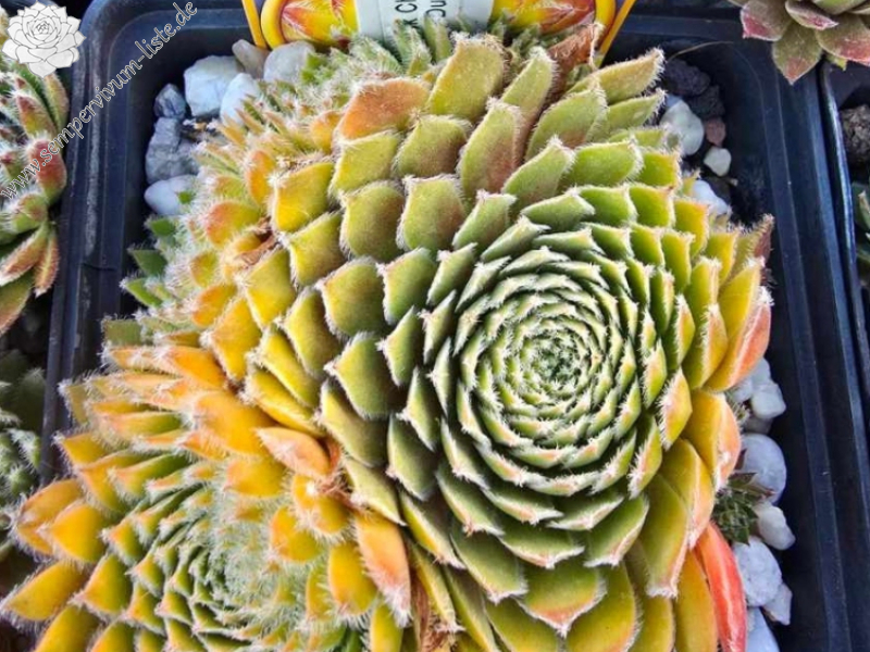 Chick Charms® Gold Dust