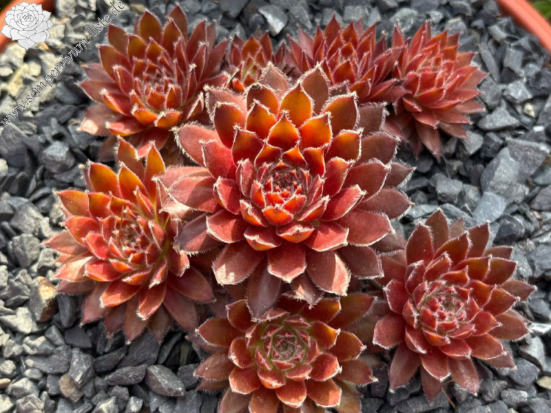 Chick Charms® Gold Dust