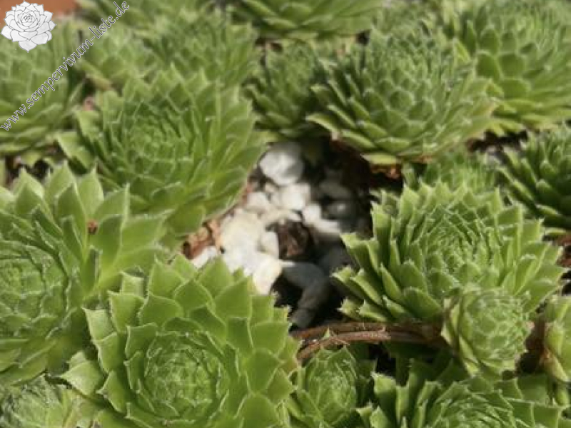 Montana (II) NICHT gelistet!