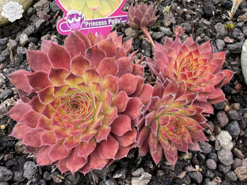 Chick Charmlettes® Princess Polly