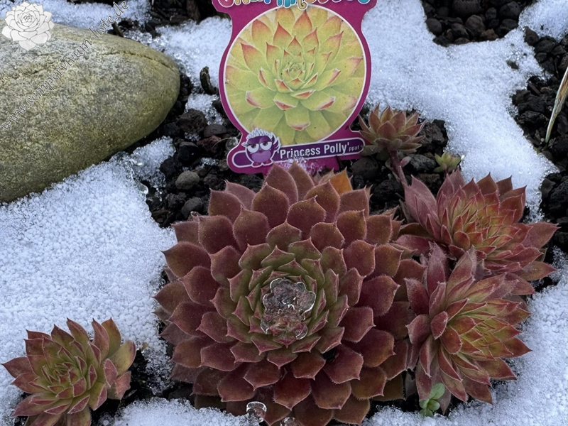 Chick Charmlettes® Princess Polly