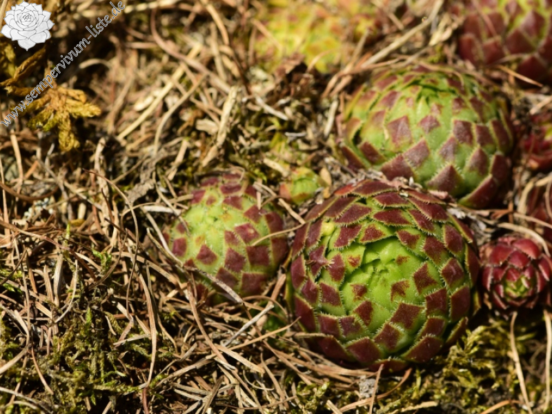 globiferum ssp. globiferum from Kněžská skála