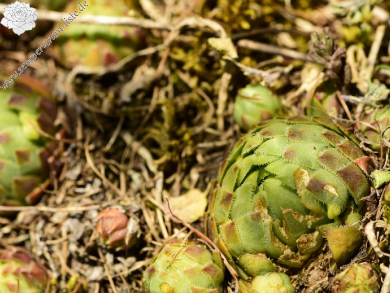 globiferum ssp. globiferum from Kněžská skála