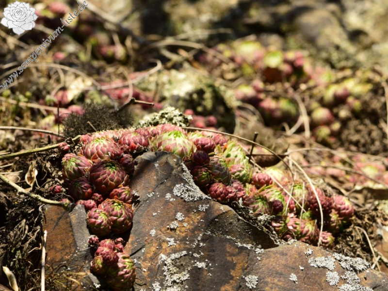 globiferum ssp. globiferum from Týřovice, SO