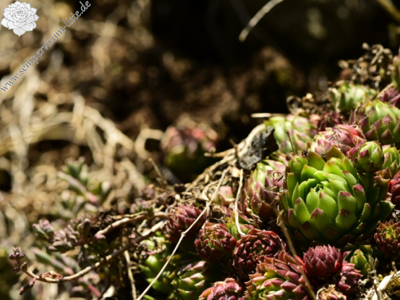 globiferum ssp. globiferum from Kněžská skála