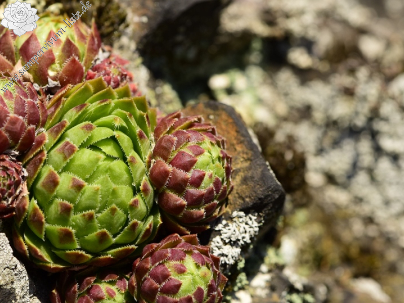 globiferum ssp. globiferum from Týřovice, SO