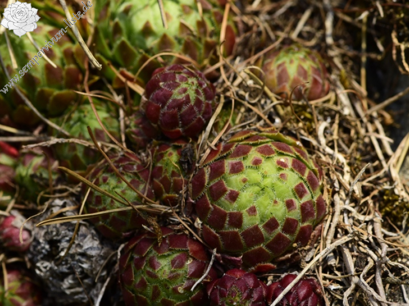 globiferum ssp. globiferum from Kněžská skála