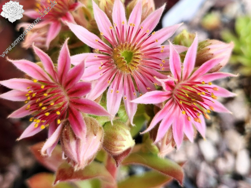 Chick Charms® Powdered Pastry