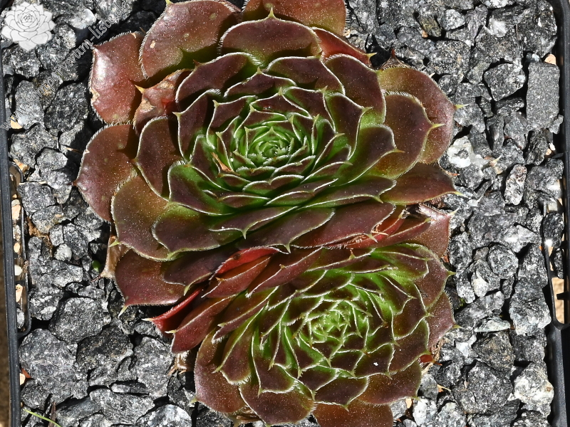 Betara / Jovi