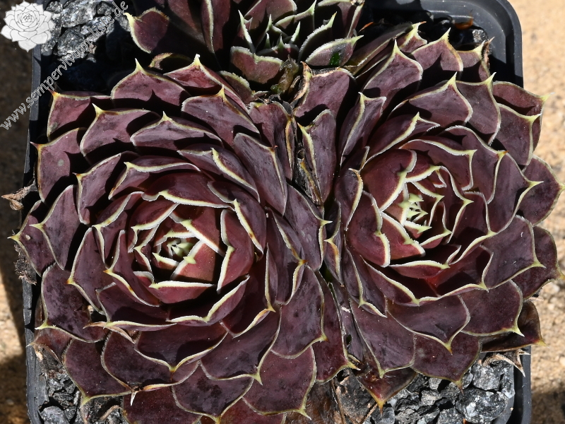 Bowl of Beauty / Jovi