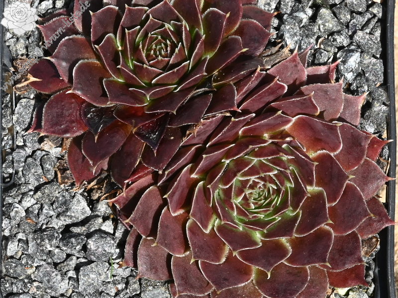 Brussels Glory / Jovi