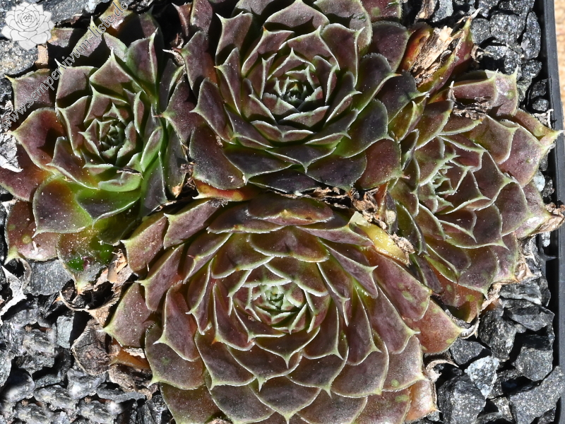 Camelopardalis / Jovi