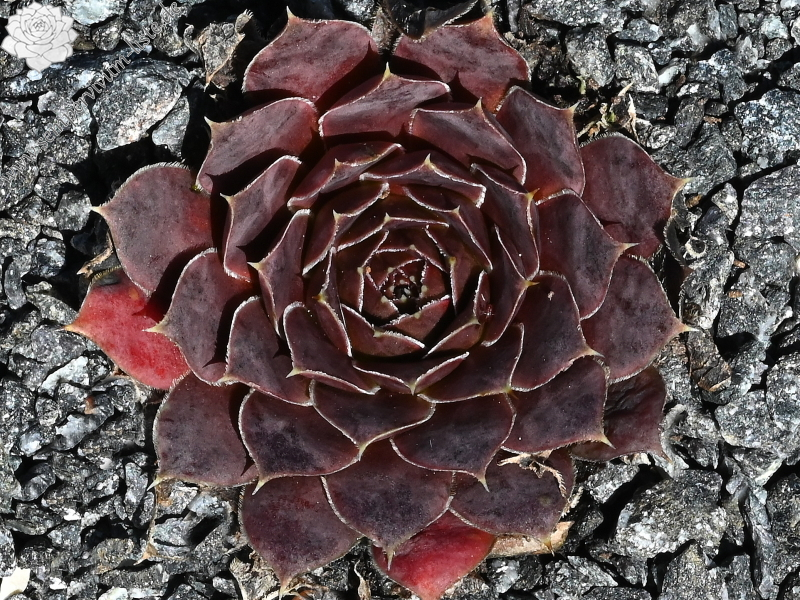 Campi Flegrie / Jovi