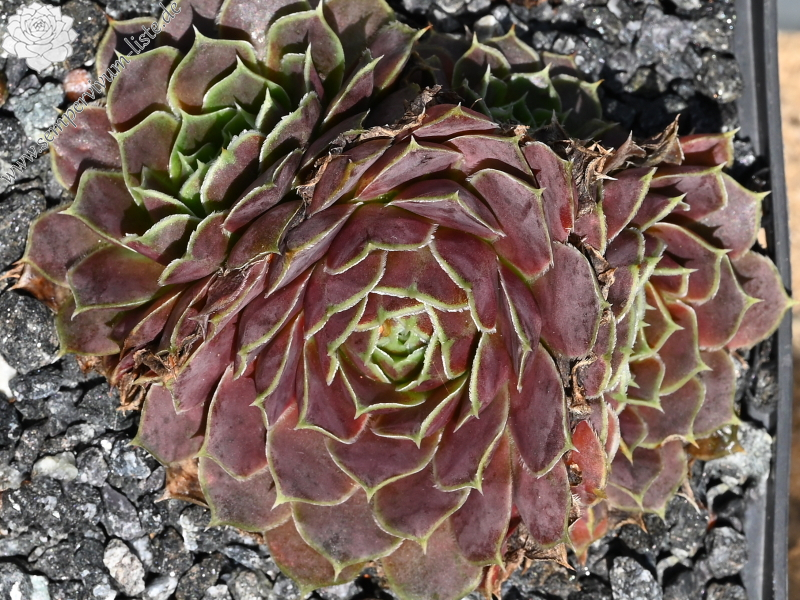 Champagne Cocktail / Jovi