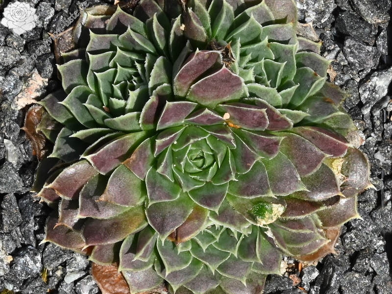 Erastus / Jovi