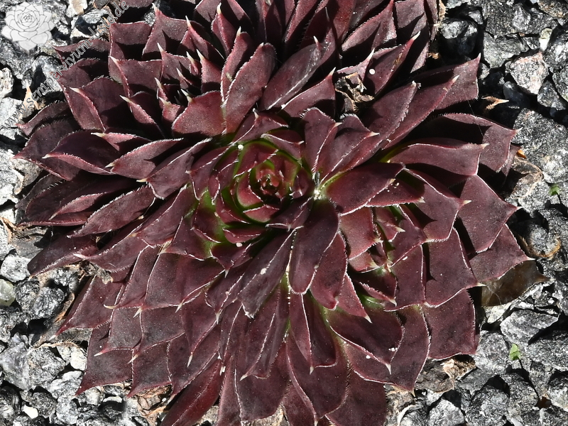 Flora / Jovi