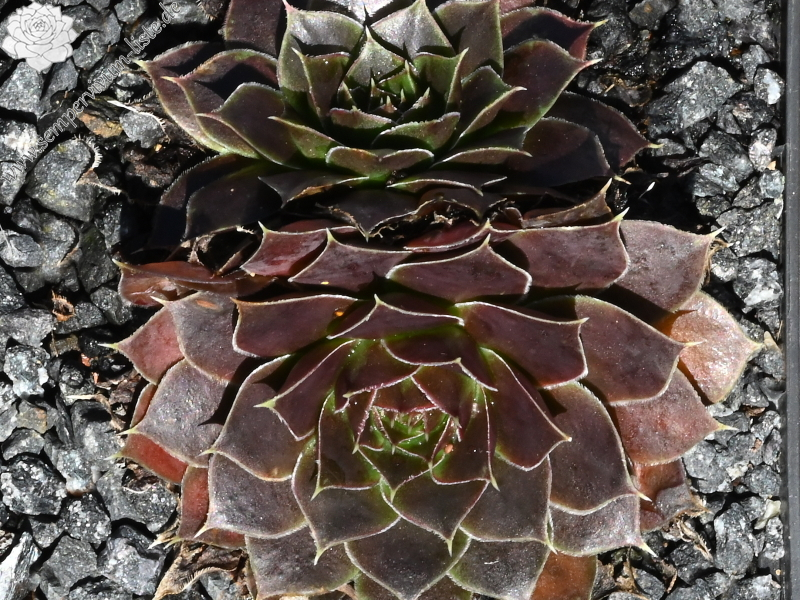 Francorchamps / Jovi