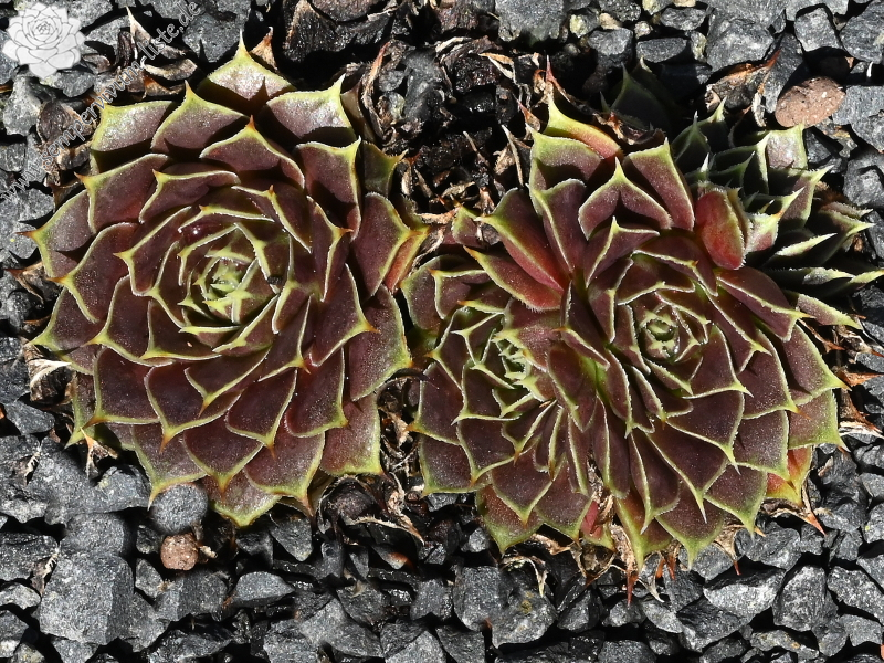 Giuseppi Spiny / Jovi