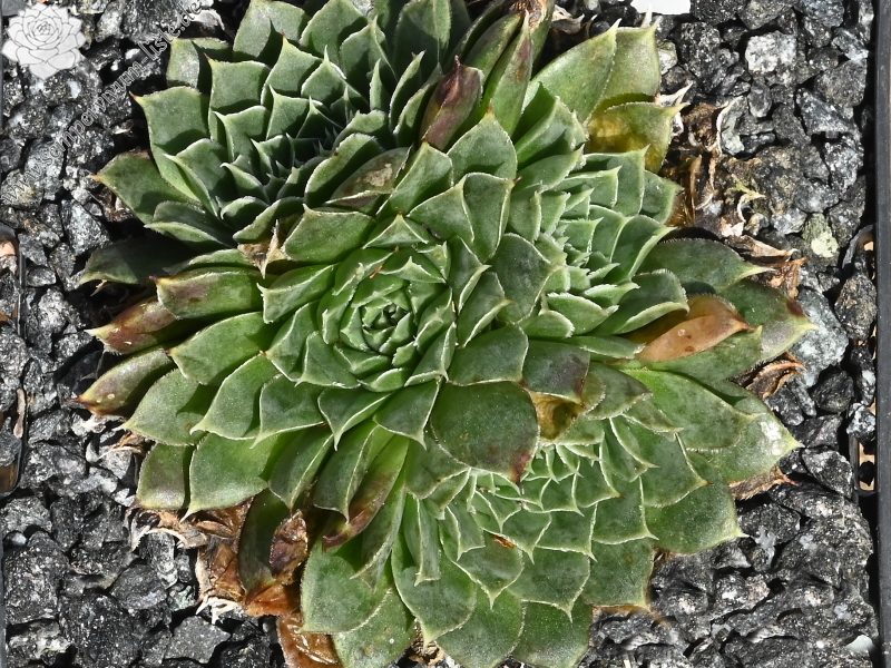 Green Suzanna / Jovi