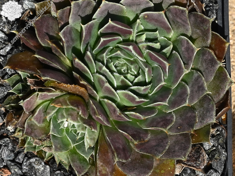 Hvannadalshnjukur / Jovi