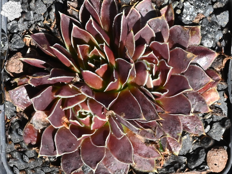 Korspel Grand Entrance / Jovi