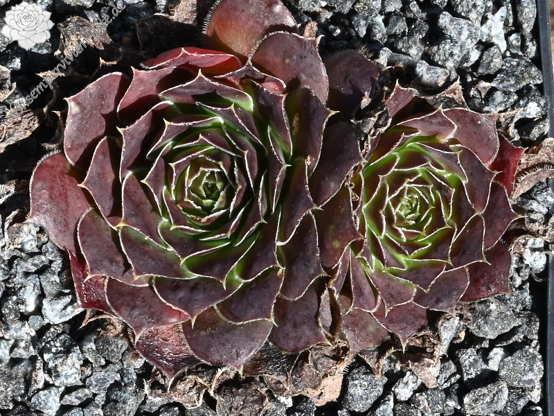 Korspelse Harpa / Jovi