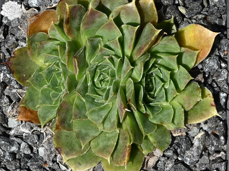 ‘Korspelse Hiloria’