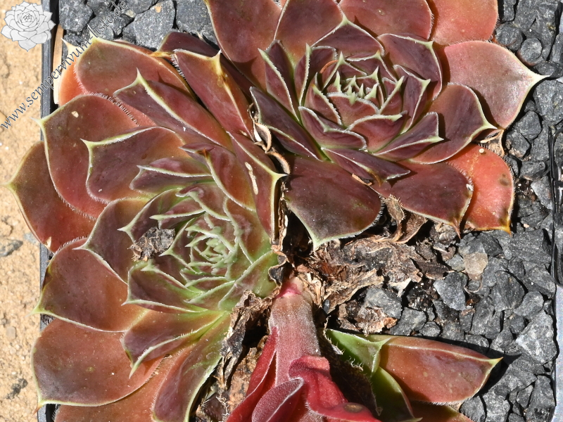 Korspelse Hogla / Jovi