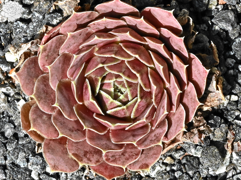 Korspelse Netiya / Jovi