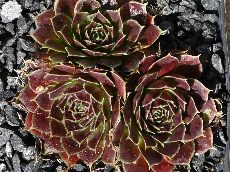 Korspelse Zegline / Jovi