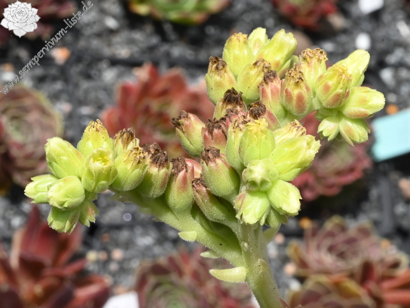 Nevado Del Ruiz / Jovi