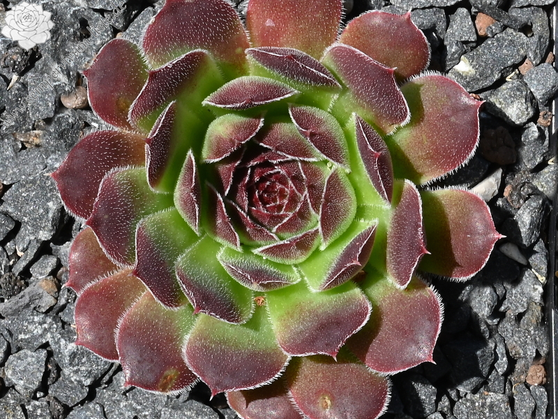 Priscilla / Jovi