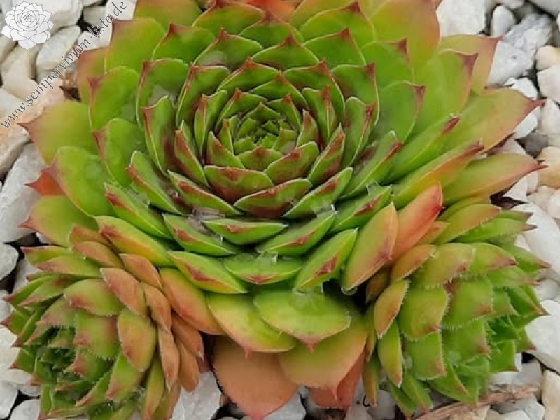 Atroviolaceum Heimlich 2