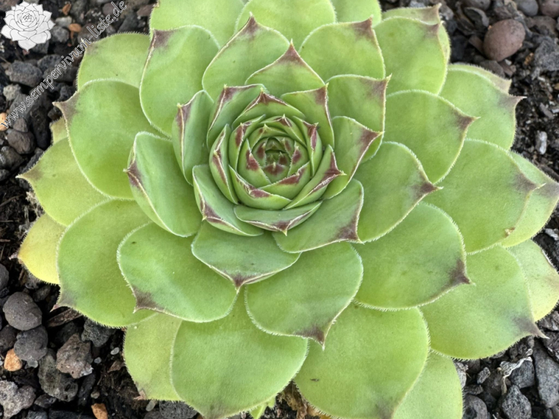 Bayern Ozzy Green Men