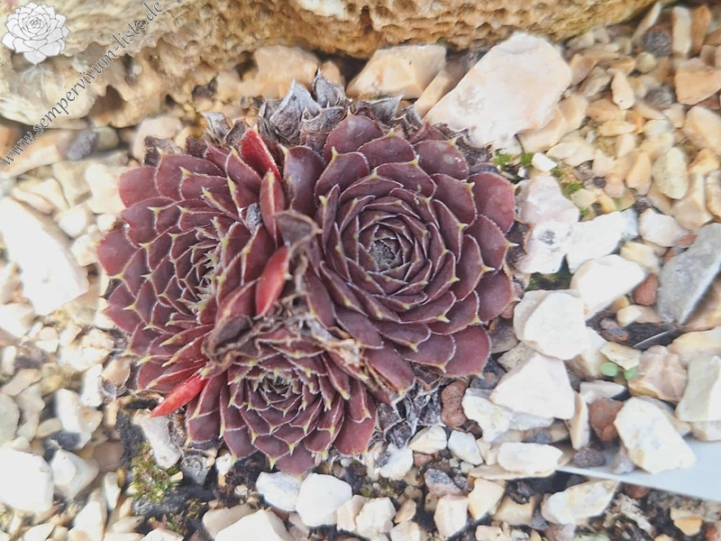 Korspelse Pirkko / Jovi