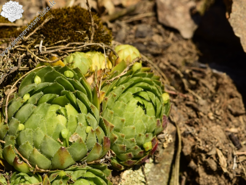 globiferum ssp. globiferum from Skryje, NO von der Brücke
