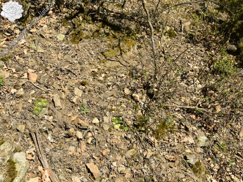 globiferum ssp. globiferum from Skryje, NO von der Brücke